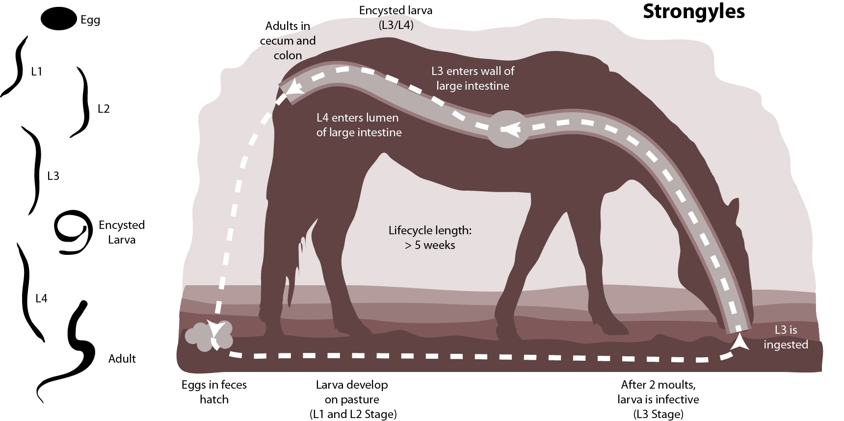 Strongyle Parasite Life Cycle